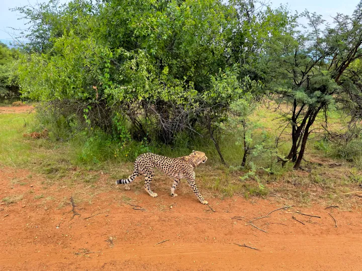 South Africa, photo 17 of 20