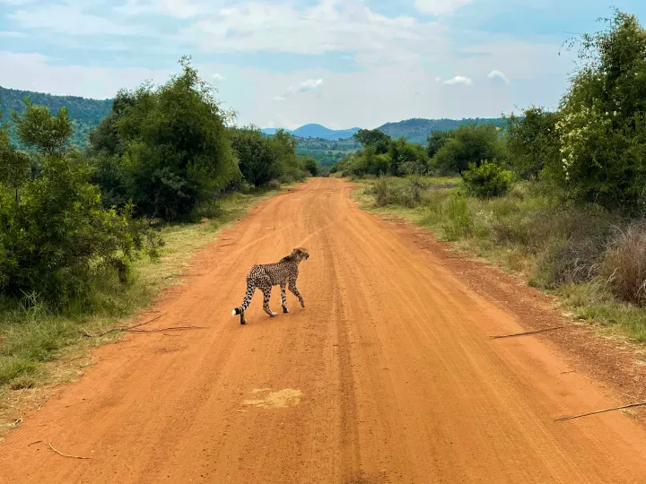 South Africa, photo 18 of 20