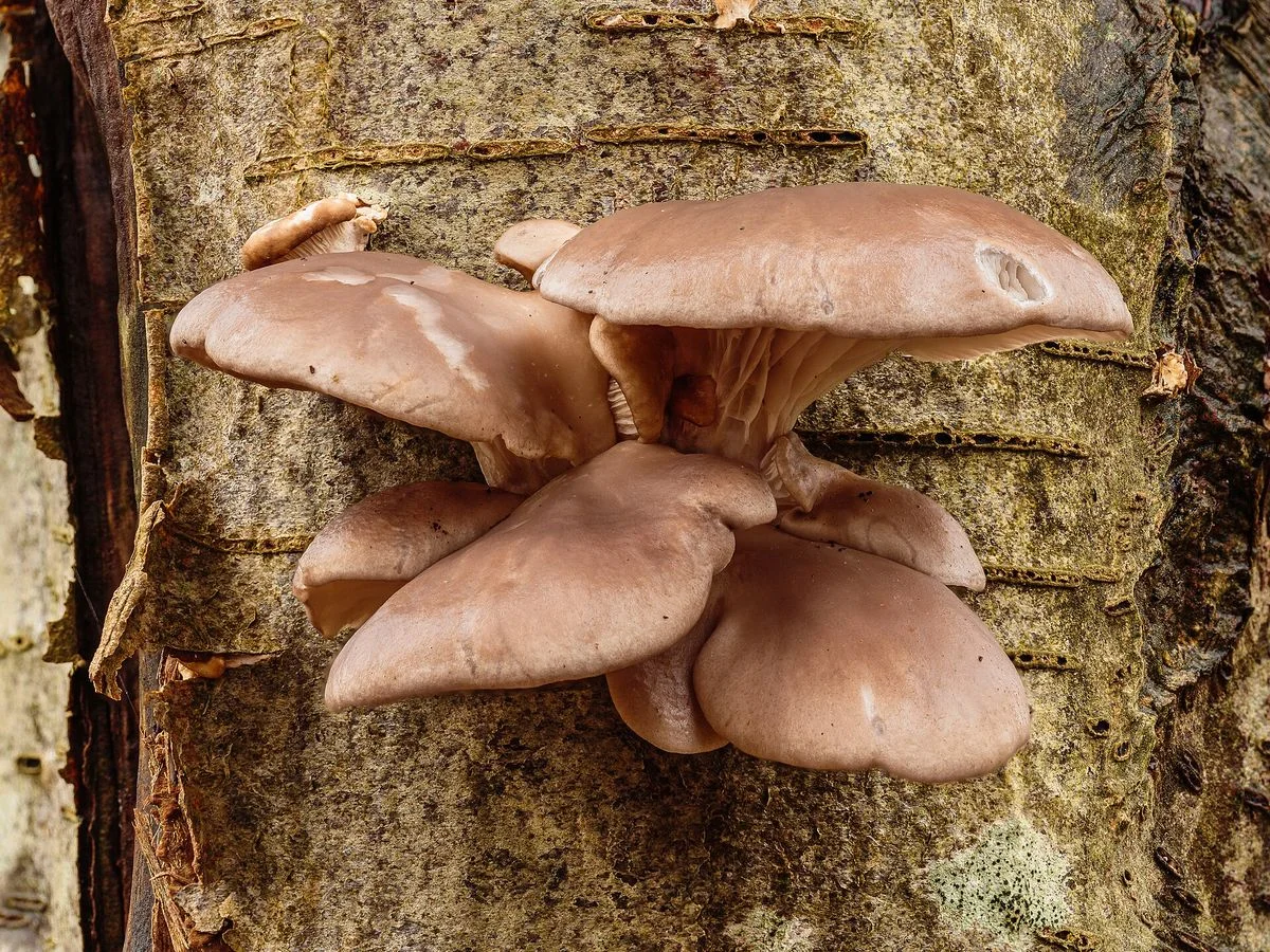 Oyster mushrooms growing on a tree trunk